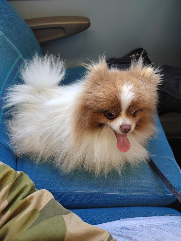 Pomeranian for sale in Ilford, Redbridge, Greater London | Image 3