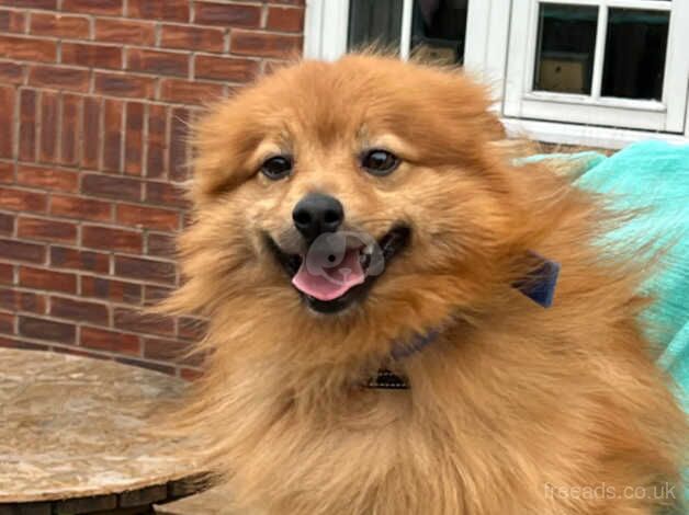 Pomeranian puppies for sale in Congleton, Cheshire – KC registered, 4 years old - Image 1 of 1