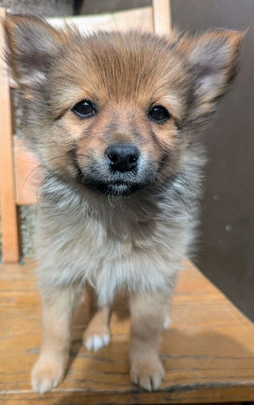 Pomeranian for sale in Ballymena, County Antrim