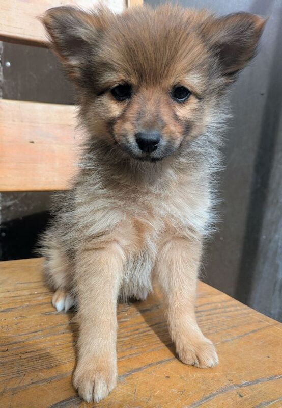 Pomeranian for sale in Ballymena, County Antrim | Image 2