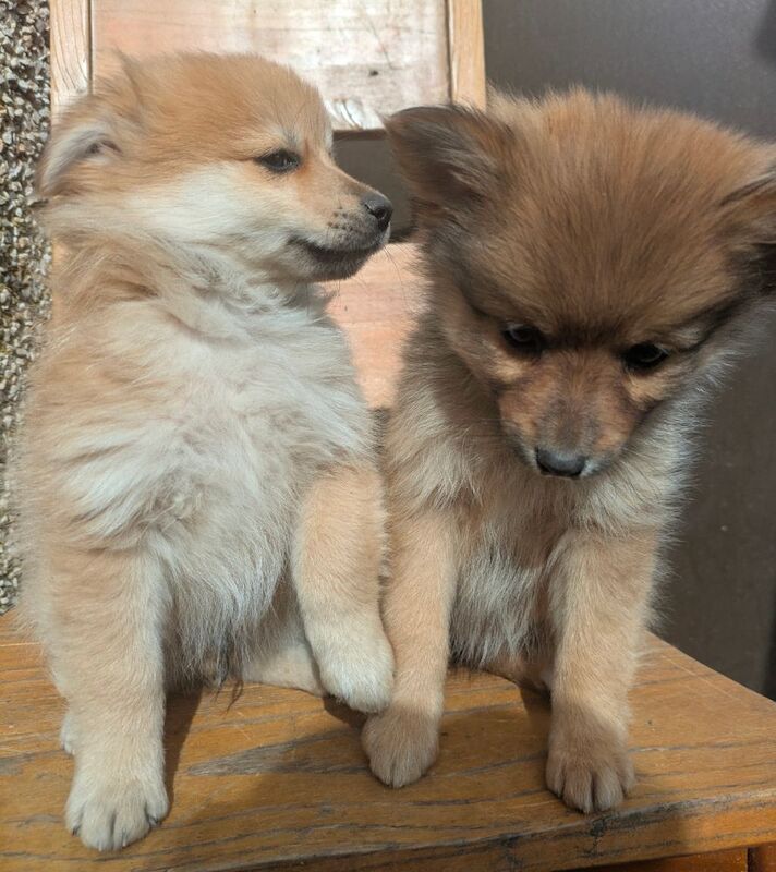 Pomeranian for sale in Ballymena, County Antrim | Image 3