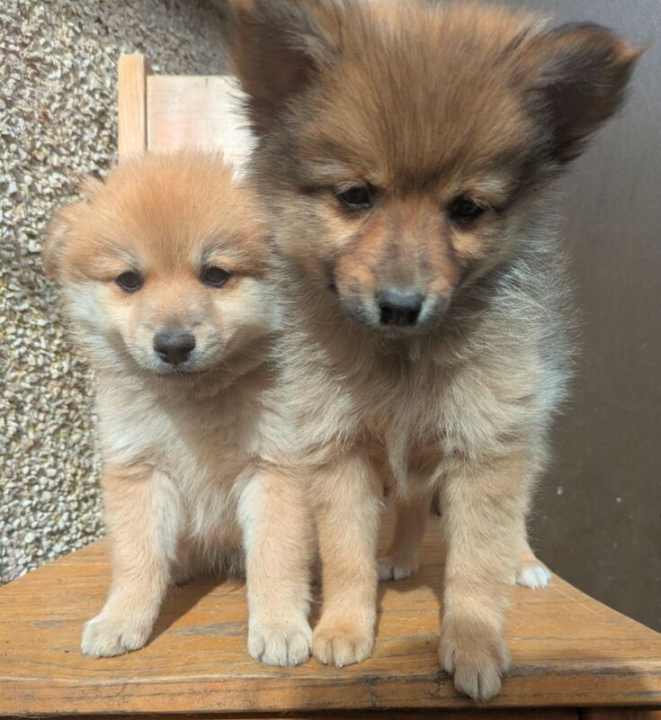 Pomeranian for sale in Ballymena, County Antrim | Image 4