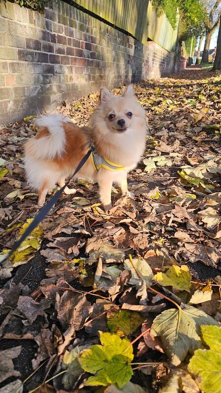 Pomeranian puppies for sale in Manchester, Greater Manchester – 1 year old - Image 2 of 3