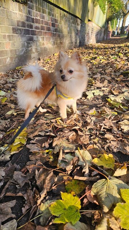 Pomeranian puppies for sale in Manchester, Greater Manchester – 1 year old - Image 3 of 3
