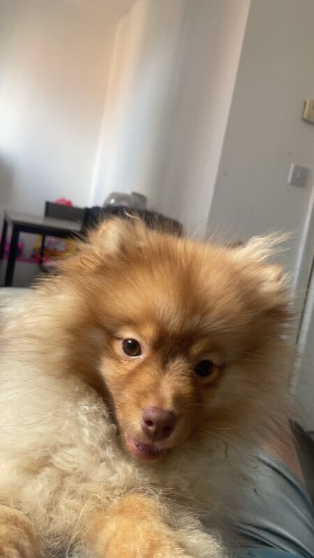 Pomeranian puppies for sale in Leeds, West Yorkshire – 10 months old