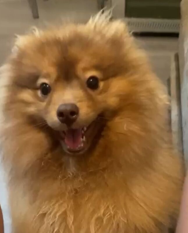 Pomeranian puppies for sale in Leeds, West Yorkshire – 10 months old - Image 2 of 4