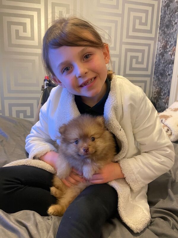 Pomeranian puppies for sale in Leeds, West Yorkshire – 10 months old - Image 3 of 4