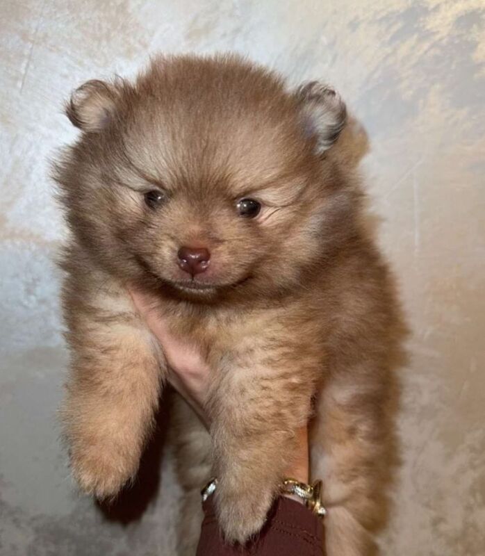 Pomeranian puppies for sale in Leeds, West Yorkshire – 10 months old - Image 4 of 4