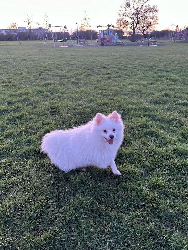 Pomeranian puppies for sale in Slough, Berkshire – 1 year old - Image 1 of 3