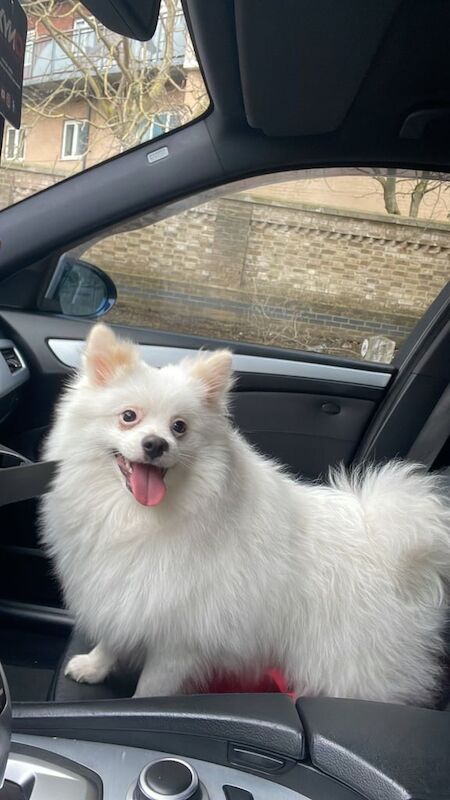 Pomeranian puppies for sale in Slough, Berkshire – 1 year old - Image 2 of 3