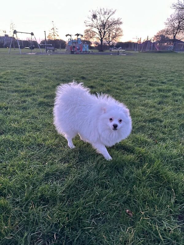 Pomeranian puppies for sale in Slough, Berkshire – 1 year old - Image 3 of 3