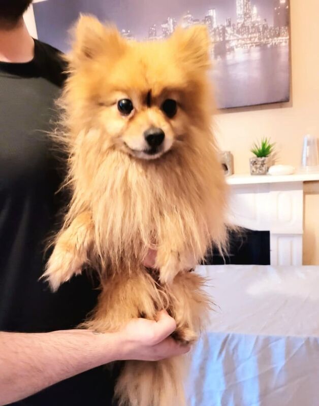Pomeranian for sale in Sunderland, Tyne and Wear - Image 2