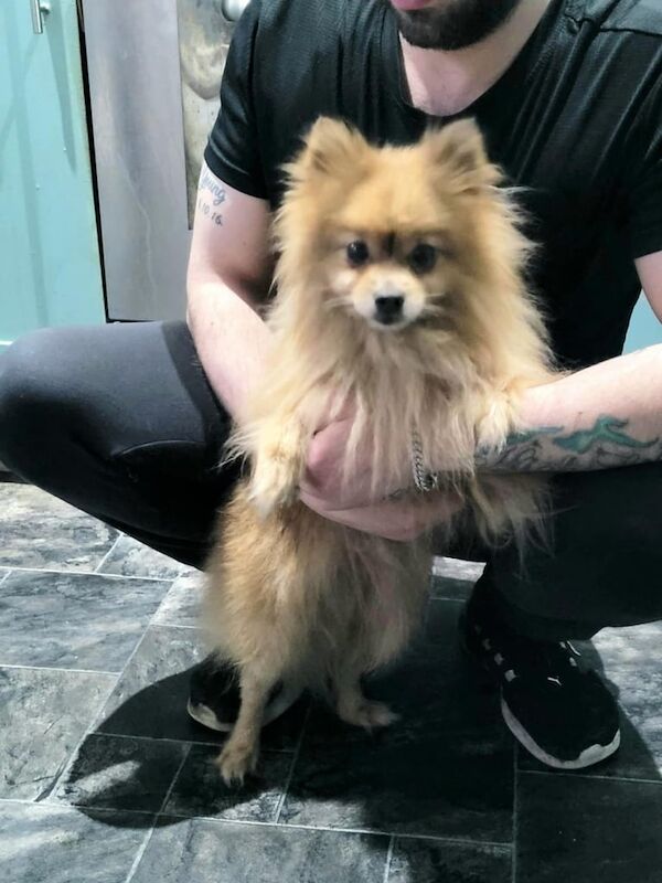 Pomeranian puppies for sale in Sunderland, Tyne and Wear – 6 years old - Image 3 of 3