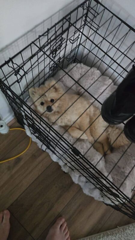 Pomeranian Puppies For Sale
