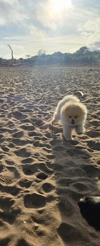 Pomeranian for sale in Monifieth, Angus
