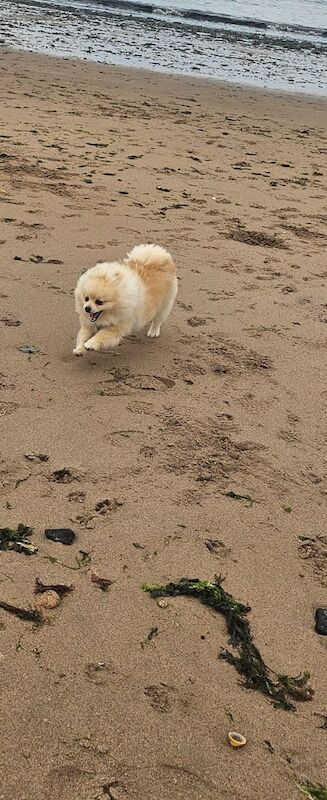 Pomeranian for sale in Monifieth, Angus - Image 2