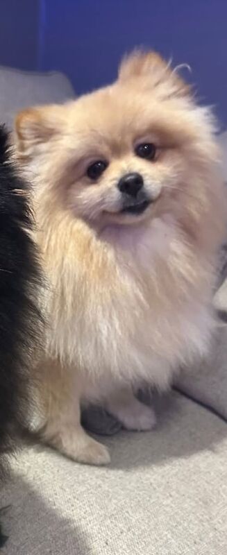 Pomeranian for sale in Monifieth, Angus - Image 3