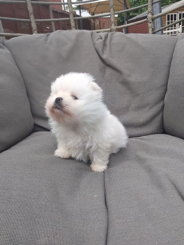 Pomeranian puppies for sale in Tamworth, Staffordshire – 5 weeks old