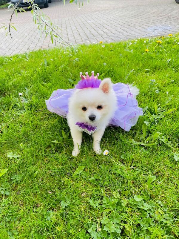 Pomeranian puppies for sale in Enfield, Greater London – 1 year old