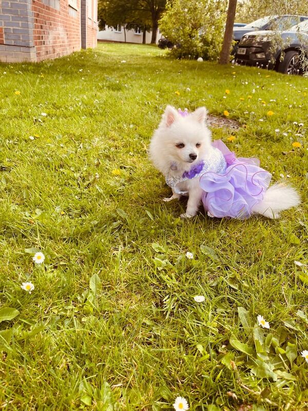 Pomeranian puppies for sale in Enfield, Greater London – 1 year old - Image 2 of 3