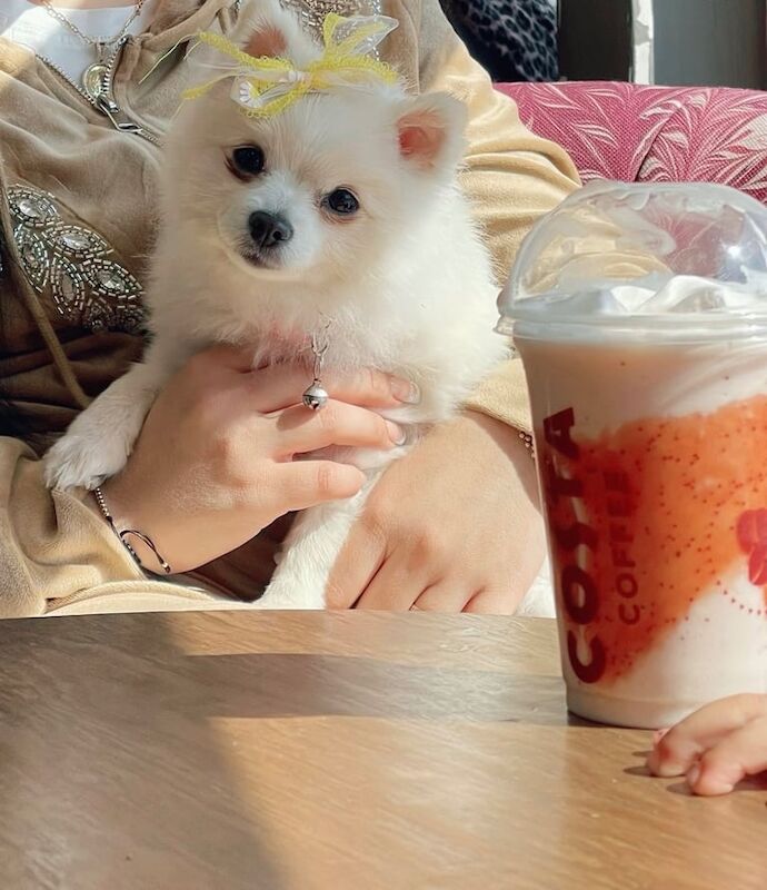 Pomeranian puppies for sale in Enfield, Greater London – 1 year old - Image 3 of 3