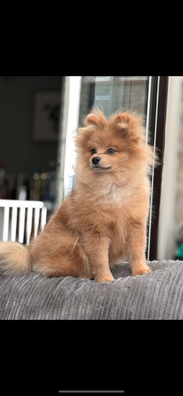 Pomeranian puppies for sale in Gosport, Hampshire – 8 months old