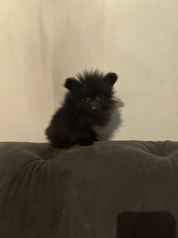 Pomeranian puppies for sale in Reading, Berkshire – 11 weeks old
