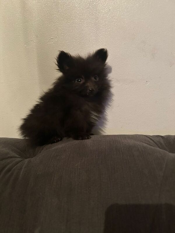 Pomeranian puppies for sale in Reading, Berkshire – 11 weeks old - Image 2 of 3