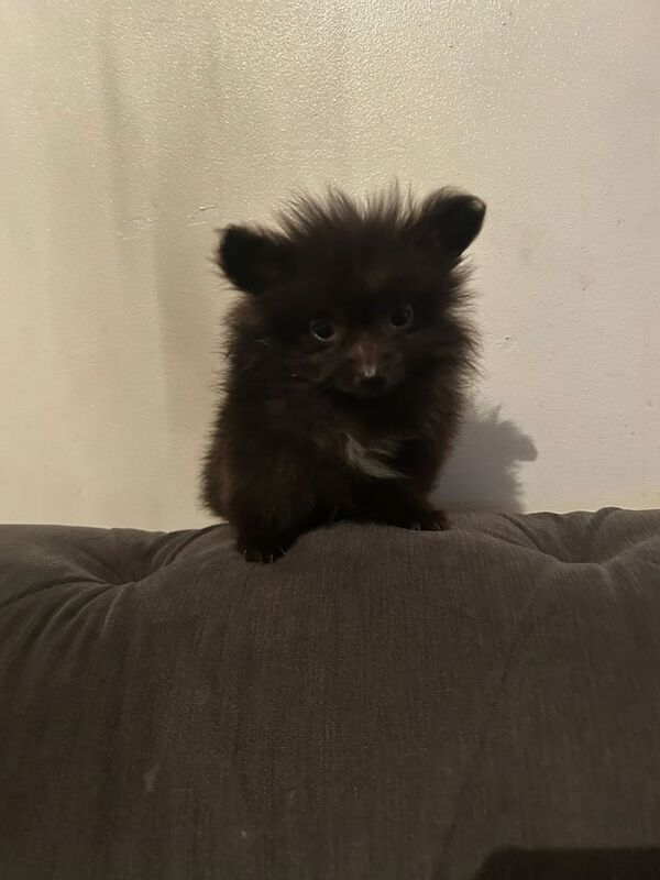 Pomeranian puppies for sale in Reading, Berkshire – 11 weeks old - Image 3 of 3