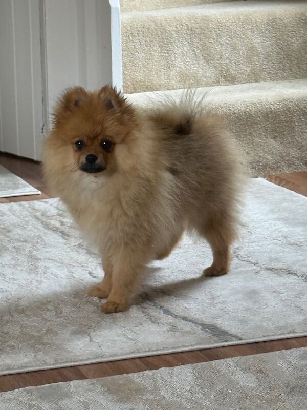 Pomeranian puppies for sale in Whitehill, Hampshire – 3 months old