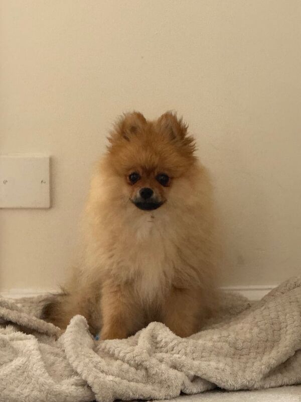 Pomeranian puppies for sale in Whitehill, Hampshire – 3 months old - Image 2 of 3