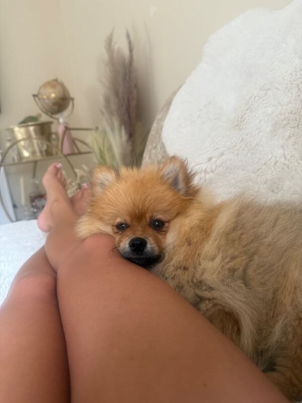 Pomeranian puppies for sale in Whitehill, Hampshire – 3 months old - Image 3 of 3