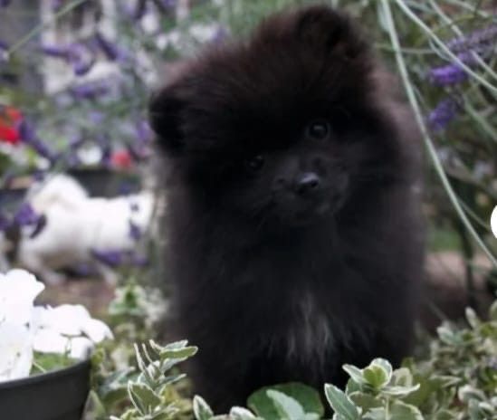 Pomeranian puppies for sale in Bangor, County Down – 10 weeks old