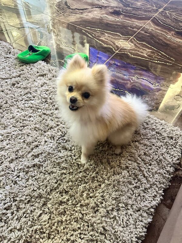 Pomeranian puppies for sale in Peterborough, Cambridgeshire – 9 months old