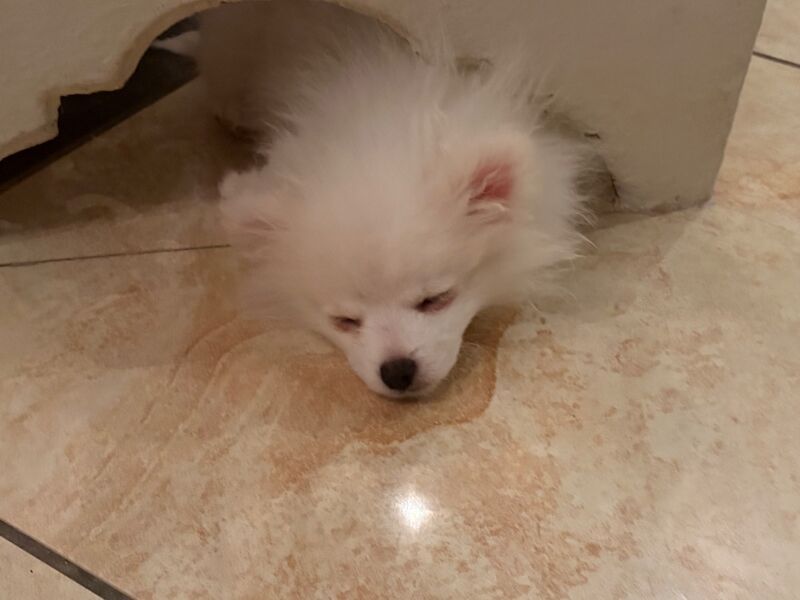 Pomeranian - Image 5 of 6