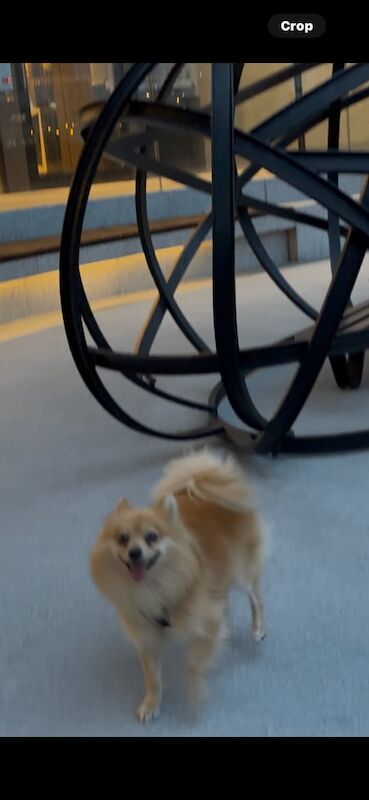 Pomeranian puppies for sale in Chiswick, Greater London – KC registered, 6 years old