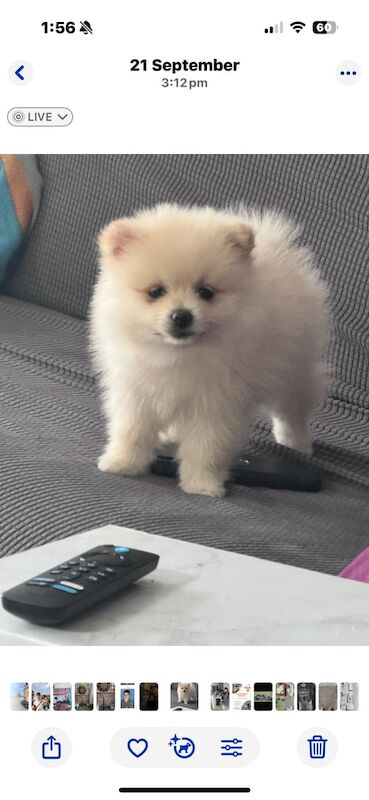 Pomeranian puppies for sale in New Cross, Greater London – 5 months old - Image 2 of 3