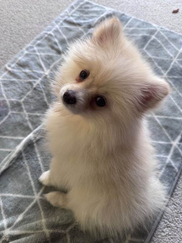 Pomeranian puppies for sale in New Cross, Greater London – 5 months old - Image 3 of 3