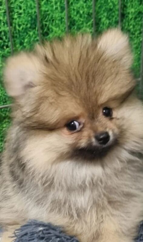Pomeranian - Image 2 of 3