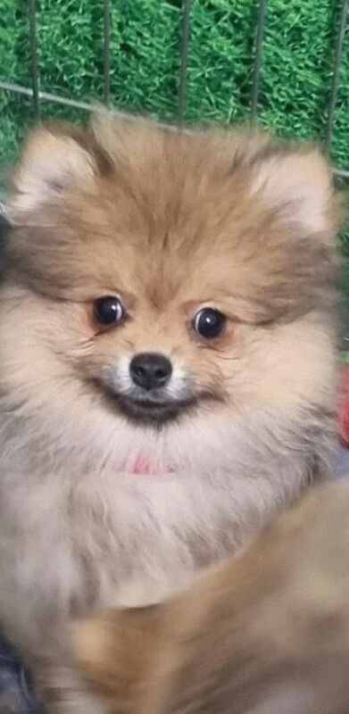 Pomeranian - Image 3 of 3