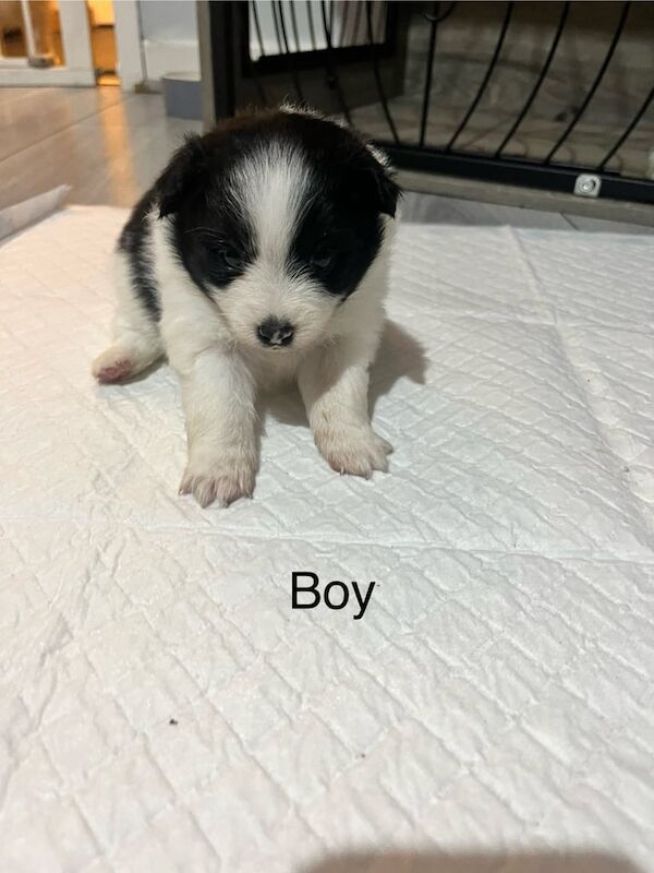 Pomeranian - Image 2 of 4