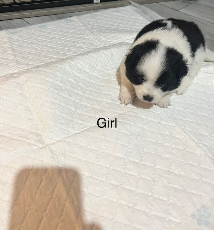 Pomeranian - Image 3 of 4