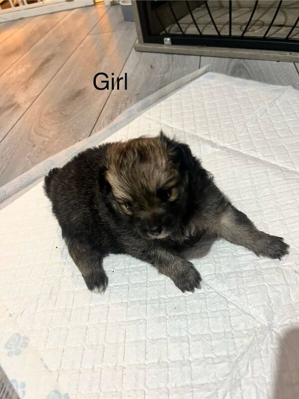 Pomeranian - Image 4 of 4