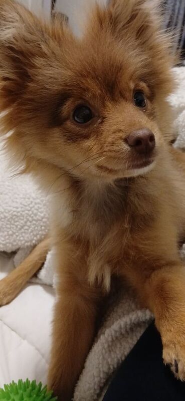 Pomeranian puppies for sale in Halifax, West Yorkshire – 4 months old