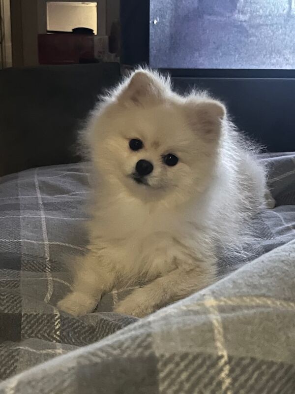 Pomeranian Puppies For Sale Under £1,000