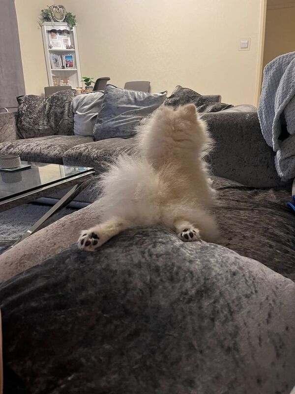 Pomeranian puppies for sale in Paignton, Devon – 2 years old - Image 3 of 3