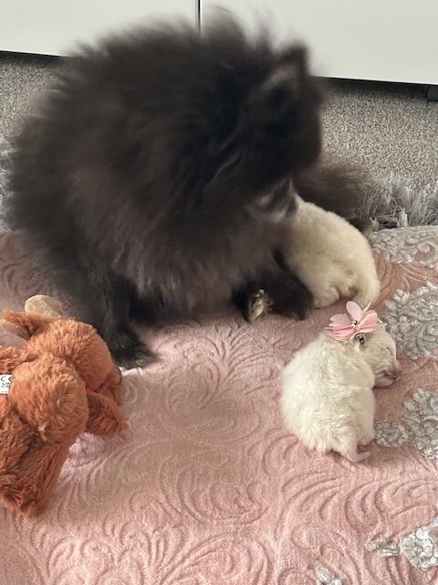 Pomeranian puppies for sale in Tilbury, Essex – KC registered, 3 weeks old