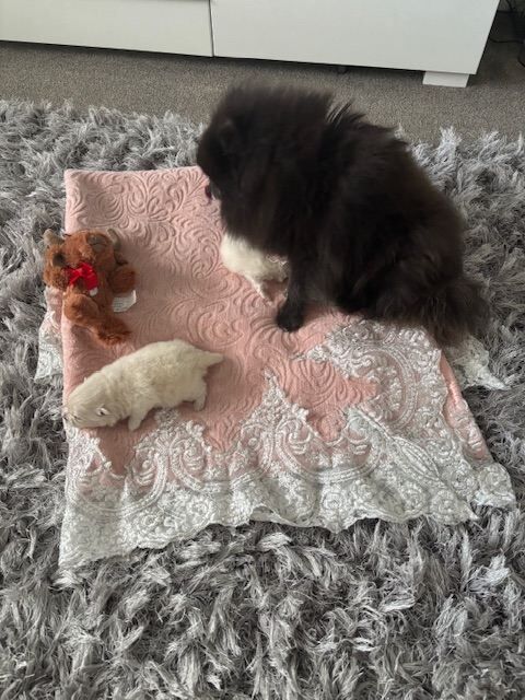 Pomeranian - Image 2 of 4