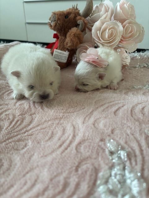 Pomeranian - Image 3 of 4