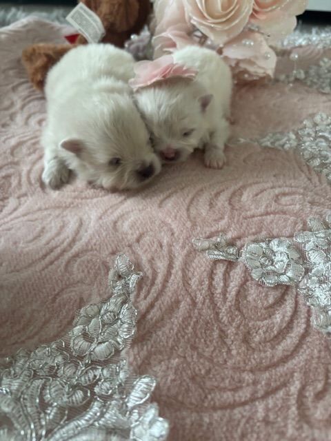 Pomeranian - Image 4 of 4